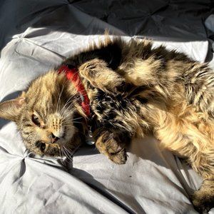 Meet your Posher, Tracey